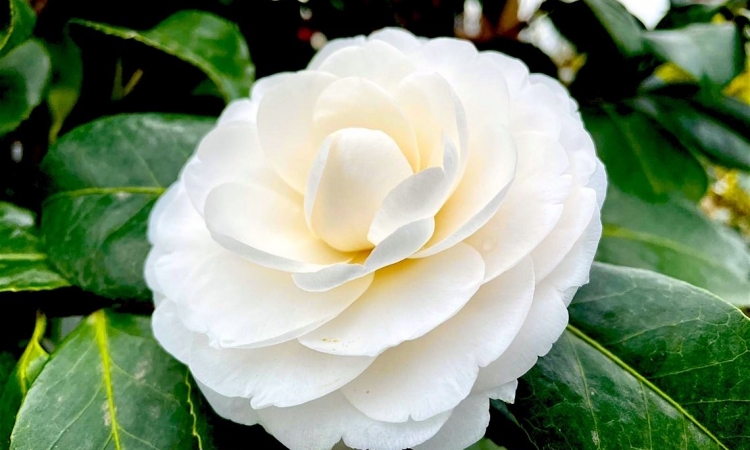 Camelia, fiore che incanta  