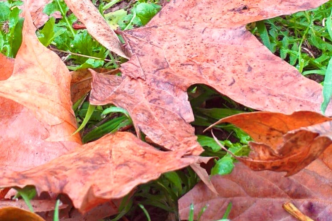 Un autunno e sarà estate