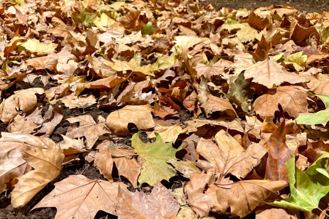 Un tappeto di foglie 