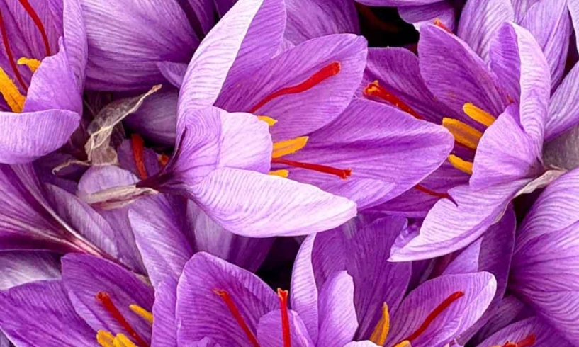 Zafferano, luce nel buio