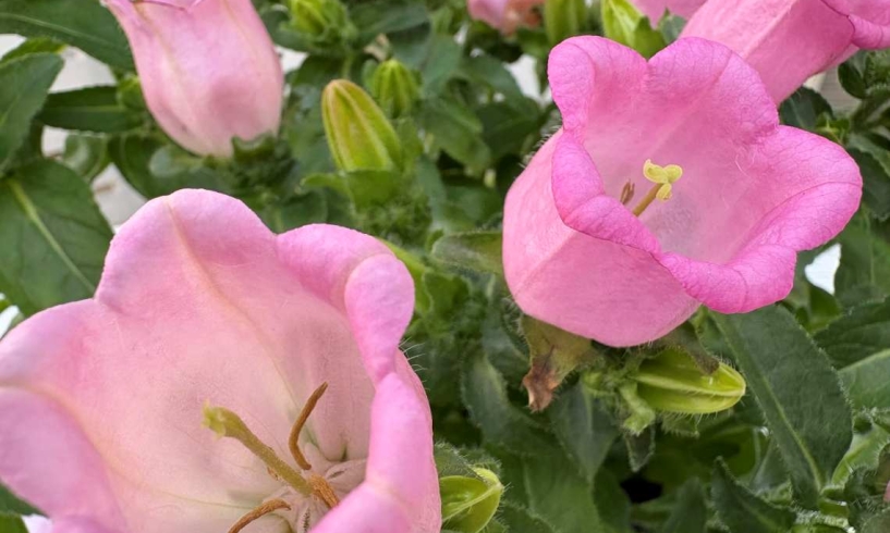 L’ape e la campanula