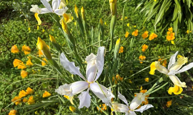 Come fuoco d’artificio nel verde