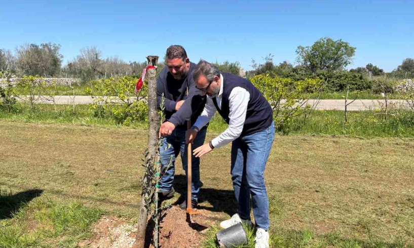 Un olivo, una rinascita