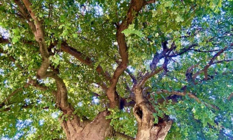 Tremante al sole d’estate come un carrubo