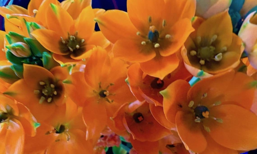 Il fiore nato da una stella