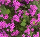 L’uomo e la nuvola di acetosella rosa