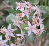 Crassula ovata, sorriso e prosperità