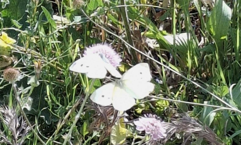 Farfalle bianche
