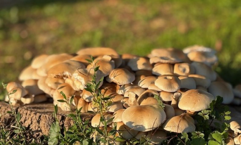 Elegia d’autunno